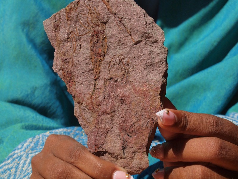 Detailed Scyphocrinites CRINOID Fossil Group from Morocco 480 Million Years Old