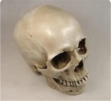 Human Skull Replica Resin Model Medical Realistic Life Size 1:1 Skeleton Decor