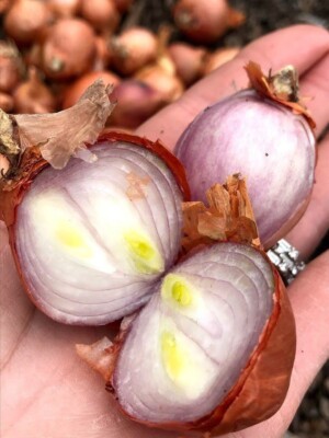 Nero Shallot Sets (Bulbs) | Traditional Round Onion Set Seed 2024 Fast Shipping