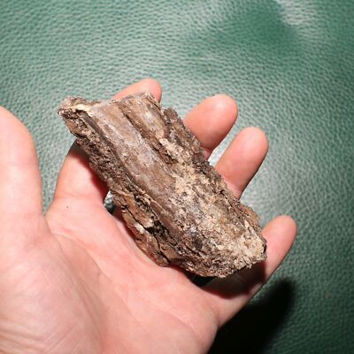 Dinosaur Rib Partial - Authentic Fossil from Hell Creek Formation Specimen NICE