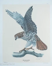 Vintage Tony Biagi Signed Lithograph of Red Tail Hawk, Limited Edition
