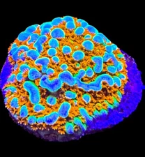 Live Coral Montipora Aquaman 1/2"