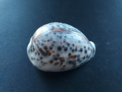 #T3 Decorative Cypraea Tigris, Linne, N. Australia 70.2mm Sea Snail shell