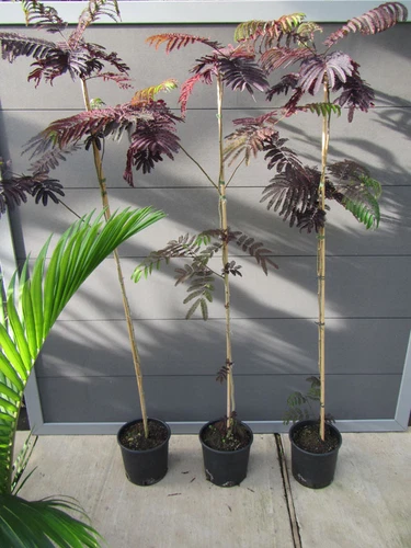 Albizia 'Summer Chocolate'®  Seidenbaum Pflanze 140-170cm Winterhart Albizie - Bild 1 von 3