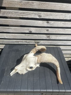 Real Goat Skull with horns Taxidermy Curio Display Macabre Man Cave ☠️