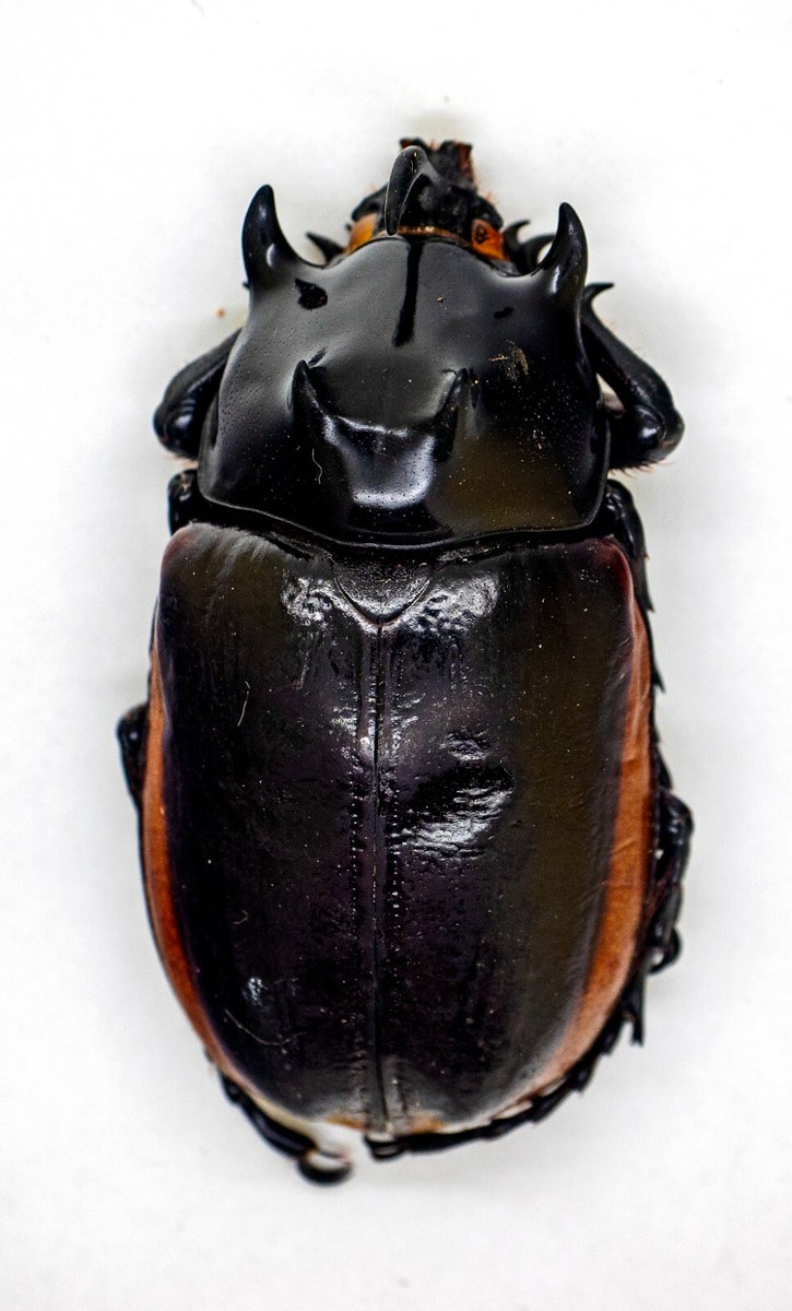 The insects of Japan vol.6 Coleoptera,curculionidae,barid The insects of Japan vol.6 Coleoptera,curculionidae,barid