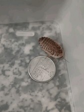 50ct LG Dubia Roaches