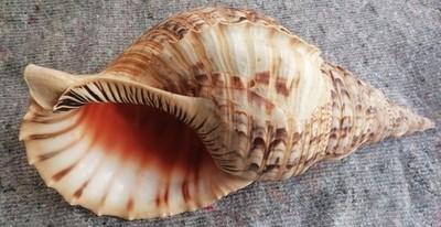 Charismatische Meeresschnecke Charonia Tritonis, Fantastischer Gigant 38 cm /15''