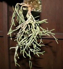 Schlumbergera microsphaerica Large sed grown LIVE PLANT