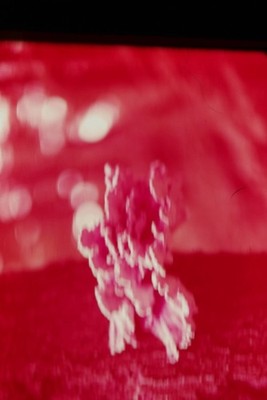 c1960's 35mm Slide Film Abstract Pink White Floral Bokeh Red Color Photo