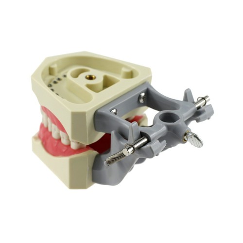 Columbia 860 Style Dental Typodont Model Licensing Exam 32 Pcs Removable Teeth - Picture 6 of 46