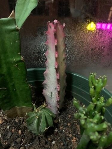 Pianta Succulenta di Cactus 6CM Trigona Rosso Ibrido Euphorbia Cactaceae Giardino di Casa - Foto 8 di 14