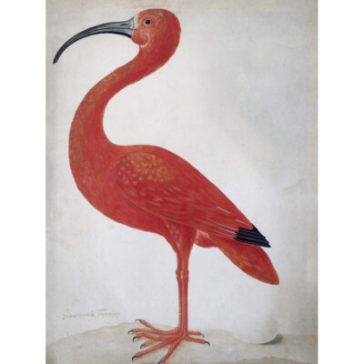 Merian Scharlachroter Ibis mit Ei Natur Vogel Gemälde Leinwand Wandbild Druck Poster