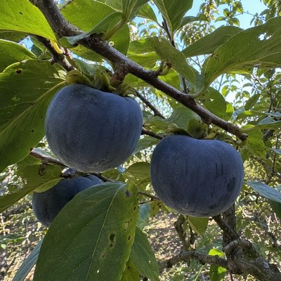 Black Fuyu Persimmon Tree Grafted Bare Root Sapling Sweet Rare Fruit Plant