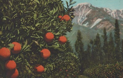 Orange Bushes and Snowy Mountains in California Divided Back Vintage Post Card