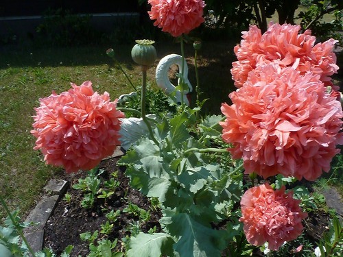 Rosa Mohn Samen 🌸, 100+ Samen aus dem eigenen Garten 🌼 - Bild 4 von 21