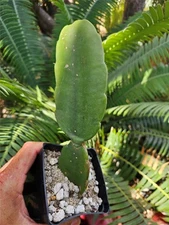 Dendrocereus Nudiflorus Rooted Cutting