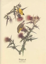 3 Audubon Birds of America Prints Purple Finch Great Blue Heron Gold Finch 