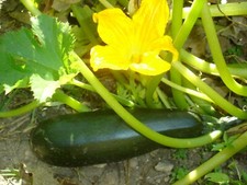 25 graines de COURGETTES VERTE MARAICHERES BIO