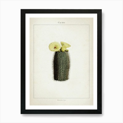 Vintage Curtis 2 Echinocactus Scopa Framed Wall Art Poster Canvas Print Picture