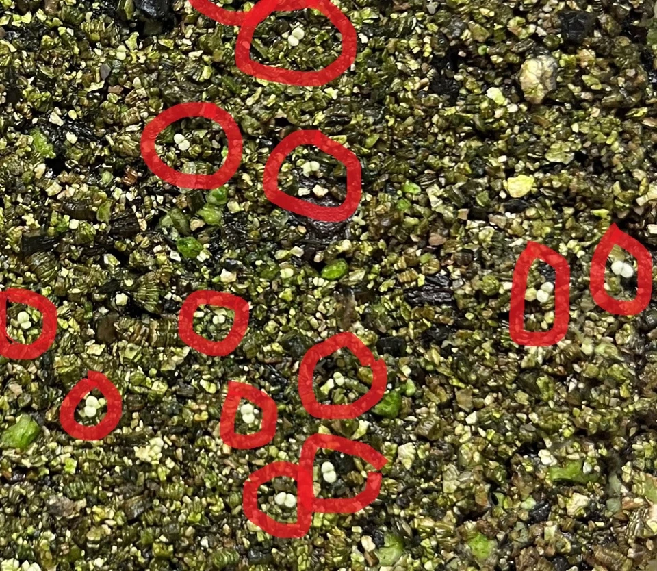 Semillas Violeta Africana 50 Plus - Colores Mezclados - Hojas Verdes - Saintipaulia Genuina Foto 3 de 4