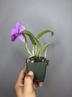 NEW! Unreleased 2027 Cattleya (L. Praestans x Sc. Lana Coryell) SVO 11383 — photo 7