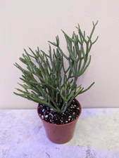 Dancing Bones Cactus (Hatiora Salicornioides) Rooted in 3 Inch Pot