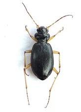 Carabidae: Nebriinae: Nebria eschscholtzii from the Pacific Northwest, A2.