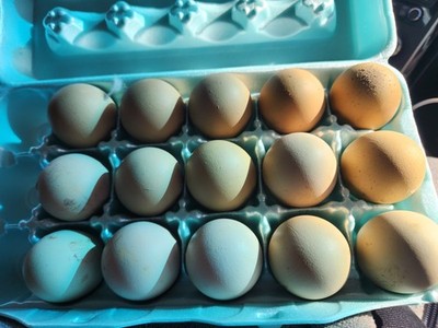 6++ Multi Generation Dark Green Eggs Olive Egger Hatching Eggs