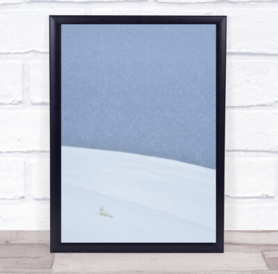 Arktische Spitzbergen weiß weich kalt Winter Schnee Fuchs schneit Wandkunstdruck