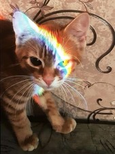 Paint by Numbers Kit for Adults,Rainbow Cat Paint by Number for Adults,Acrylic