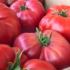 100 Heirloom Delicious Tomato Seeds – Gigantic 7+ lb World Record Tomato Variety