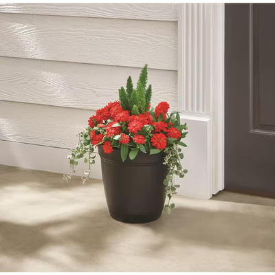braided money tree plant Large - Pachira