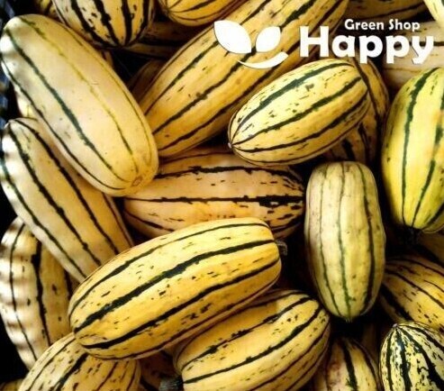 CLIMBING FLOWERS - Vines - Thunbergia Morning Glory Sweet Pea - Flower seeds - Picture 46 of 121