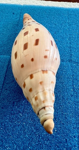 Nice & rare Voluta - Scaphella (Arenia) dubia - GOM trawler - 111mm - Picture 5 of 15