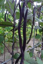 Carminat Pole Bean - slender, purple bean is one of a kind!