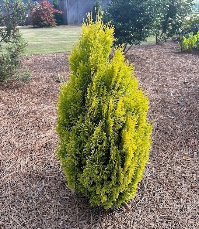 Thuja Evergreen Shrubs, Bushes&Hedges for sale | eBay