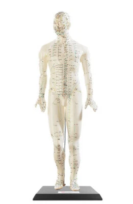 Modèle d'acupuncture 45 cm - Homme - Newgen Medicals - Photo 1/2