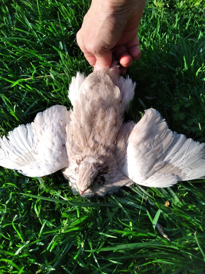 24 Coturnix Quail Hatching Eggs Asst Colors NPIP eBay
