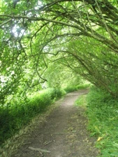 Photo 6x4 Woodland canopy on the Hangers Way Hawkley/SU7429  c2009