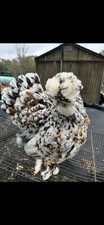 12+ Mille Fleur Satin Hatching Eggs NPIP & AI Clean.