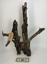 26x19  Dark Driftwood Natural Aquarium Plant Art Taxidermy