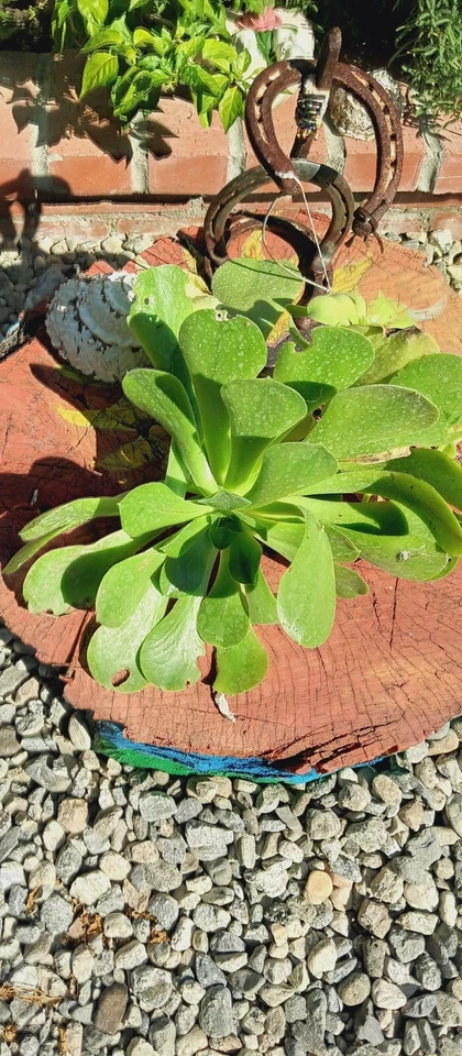 succulents live plants rooted - Image 3 of 4