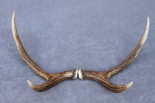 JUEGO/PAR DE ASTAS DE ALCE SALVAJE COBERTIZO (CUERNO, CUCHILLO, MASTICACIÓN, TAXIDERMIA, LÁMPARA) - Imagen 8 de 12