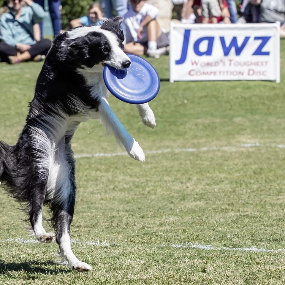 Disco volador Hyperflite K 10 Jawz Blueberry Dog Frisbee para jugar al aire libre Foto 4 de 4