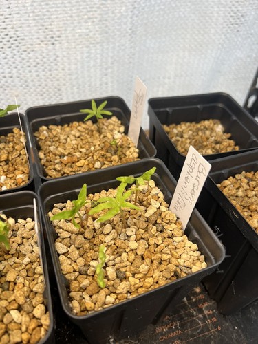 10 Seeds of Bursera aspleniifolia In California - Picture 2 of 3