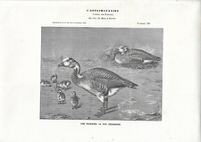 Stampa antica OCA INDIANA con PULCINI Anser indicus 1903 Antique print