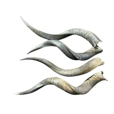 Kudu Horn, 1 Natural Kudu Antelope Horn, big dog chew, Deer Horn Average Size XS