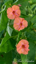 four o'clock 'Salmon Sunset' (Mirabilis jalapa 'Salmon Sunset')—40 seeds ($3.00)
