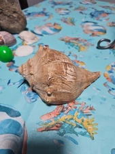 Large Conch Natural Seashell Nautical Beach (7" × 4-1/4" × 3-1/2")